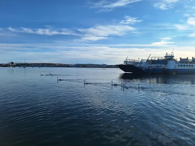 torpoint ferry and swans